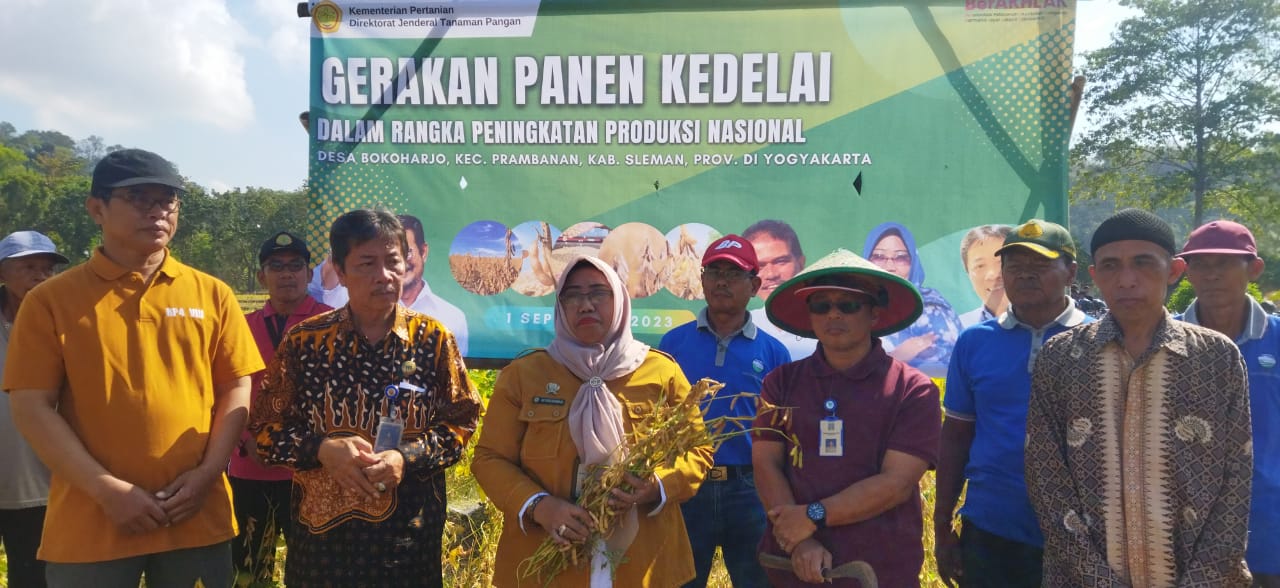 Gerakan Panen Kedelai di Sleman DIY, Mendukung Produksi Kedelai Nasional