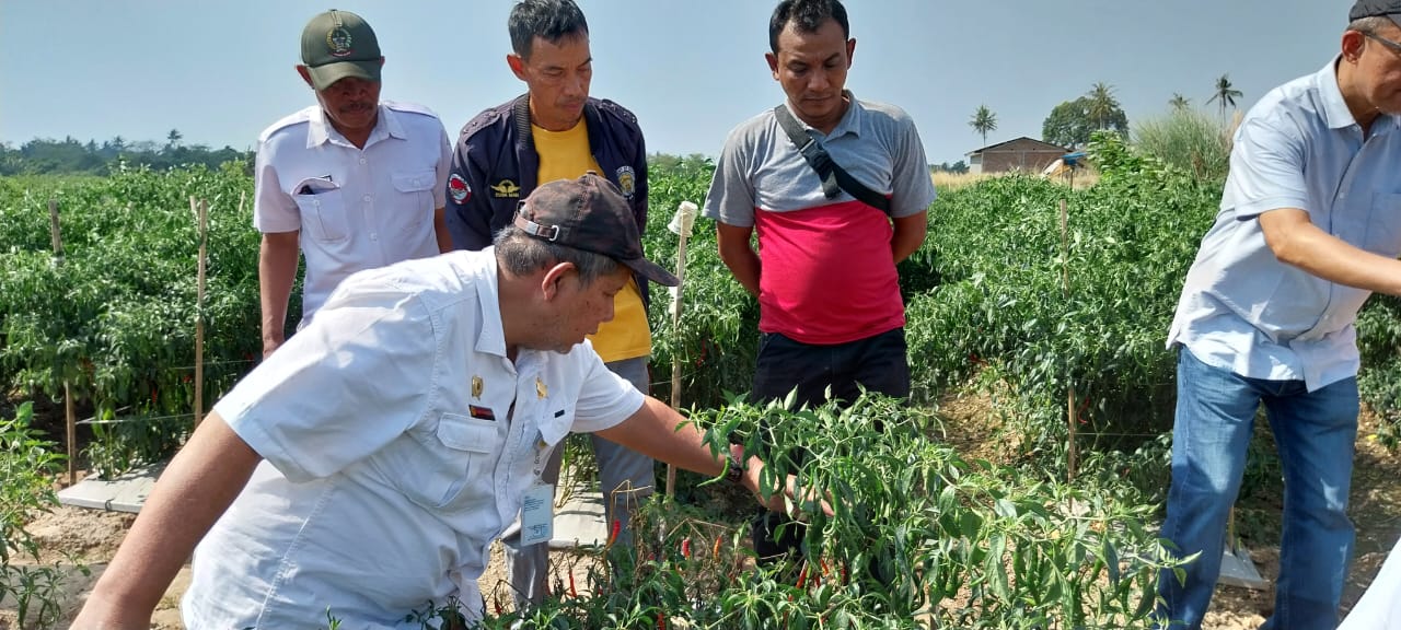 Jaga Produktivitas Saat El Nino, Petani Cabai Makassar Terapkan Budidaya Ramah Lingkungan