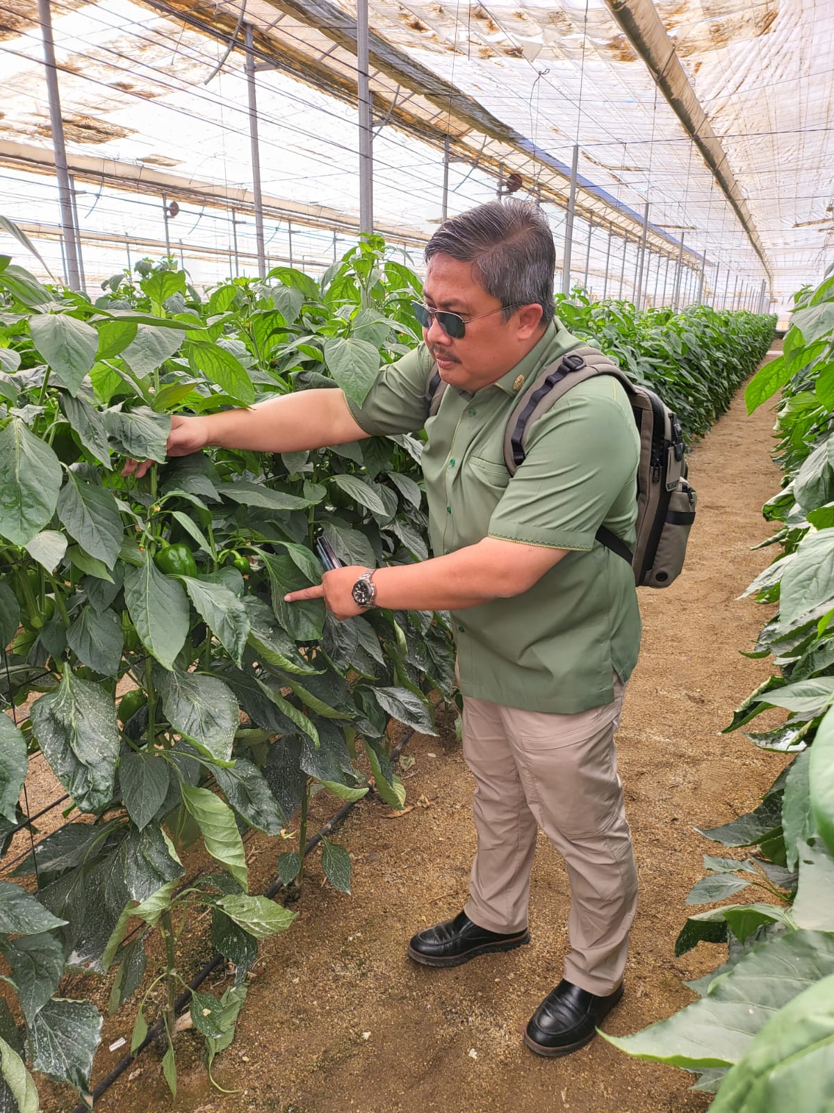 Pengendalian Hama Terpadu Berbasis Musuh Alami Digunakan di Greenhouse Terbesar Dunia