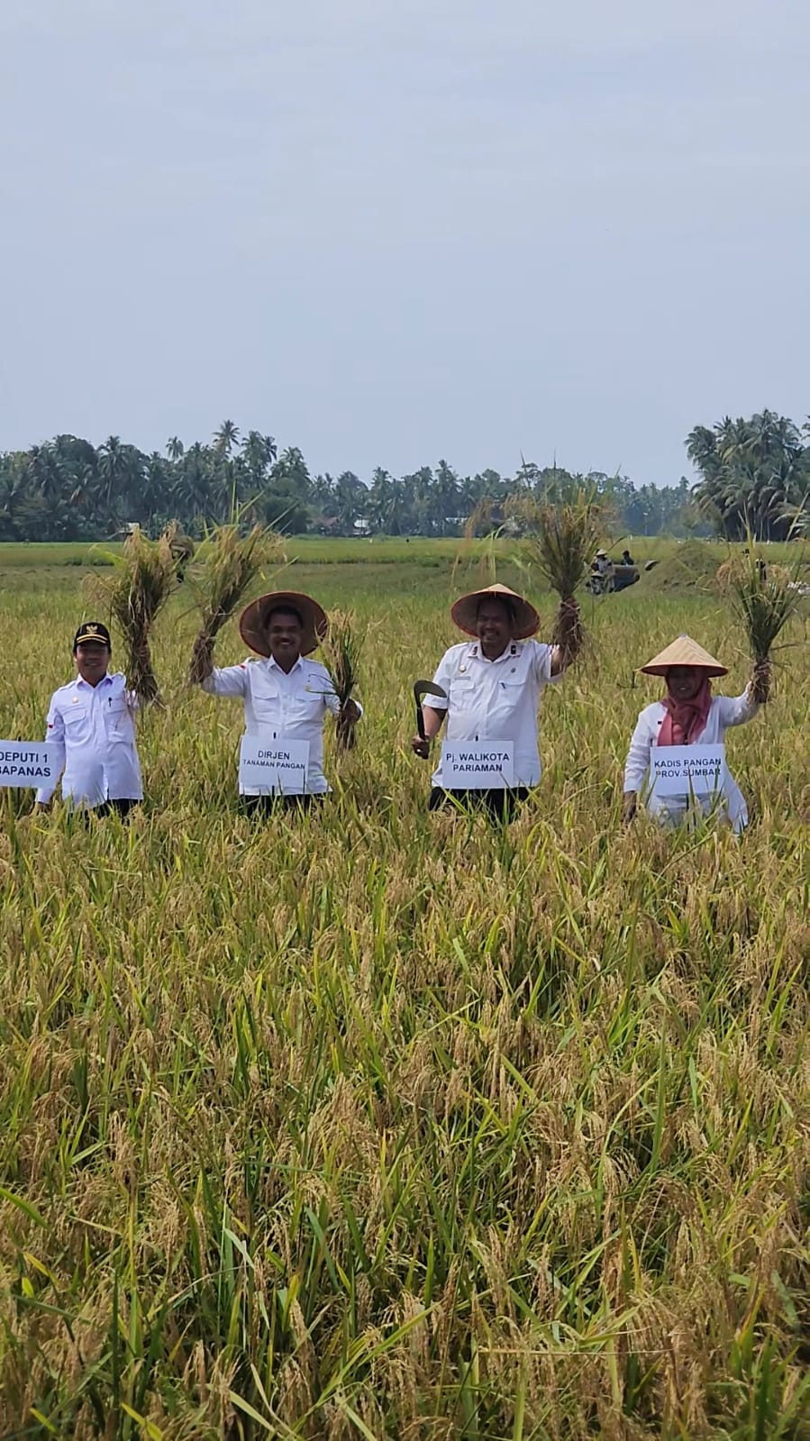 Lakukan Panen Padi Di Pariaman, Kementan Apresiasi Peningkatan Produksi dan Luas Tanam Di Sumbar