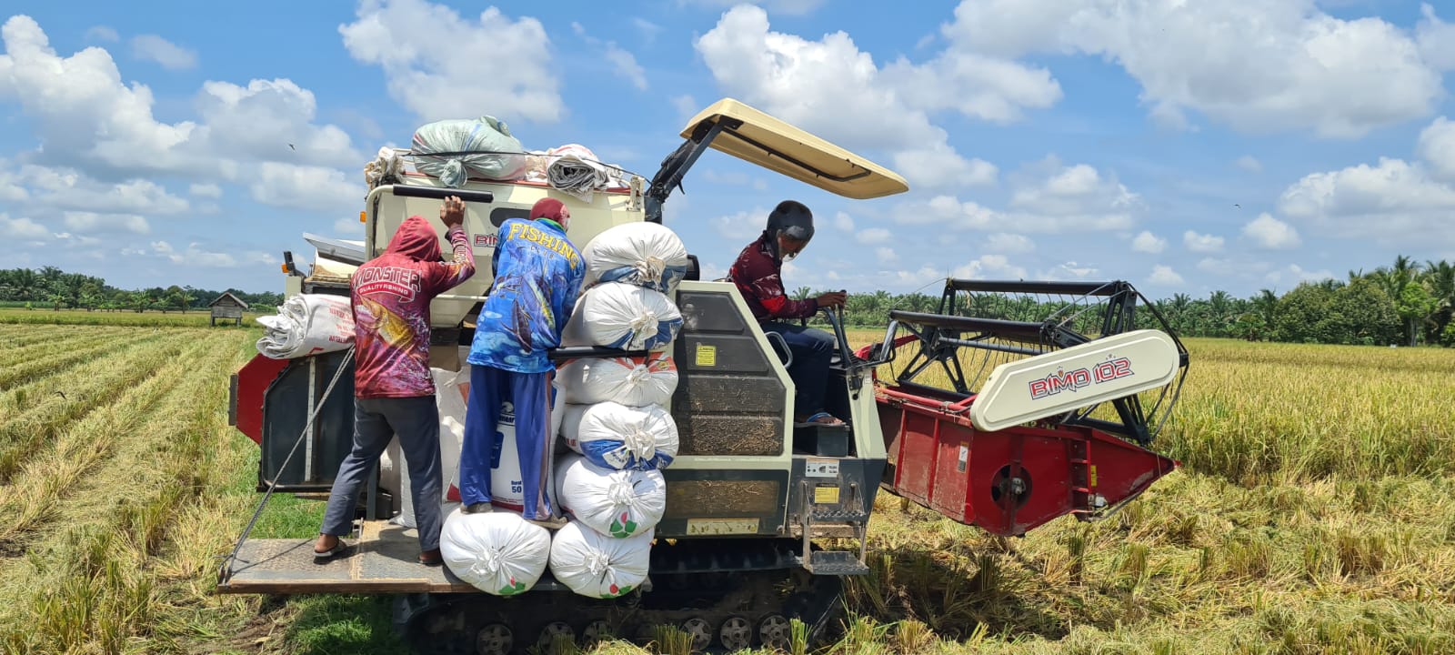 CUACA EKSTRIM, BSIP RIAU PANEN CALON BENIH