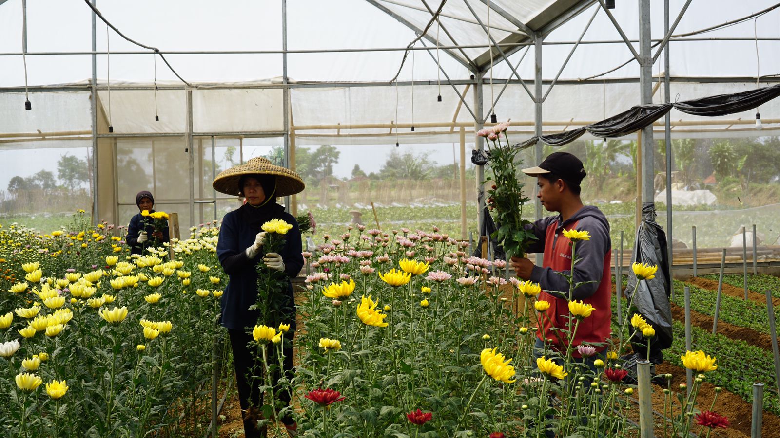 Menteri Pertanian Andi Amran Sulaiman Mendorong Pemanfaatan Teknologi Greenhouse Krisan