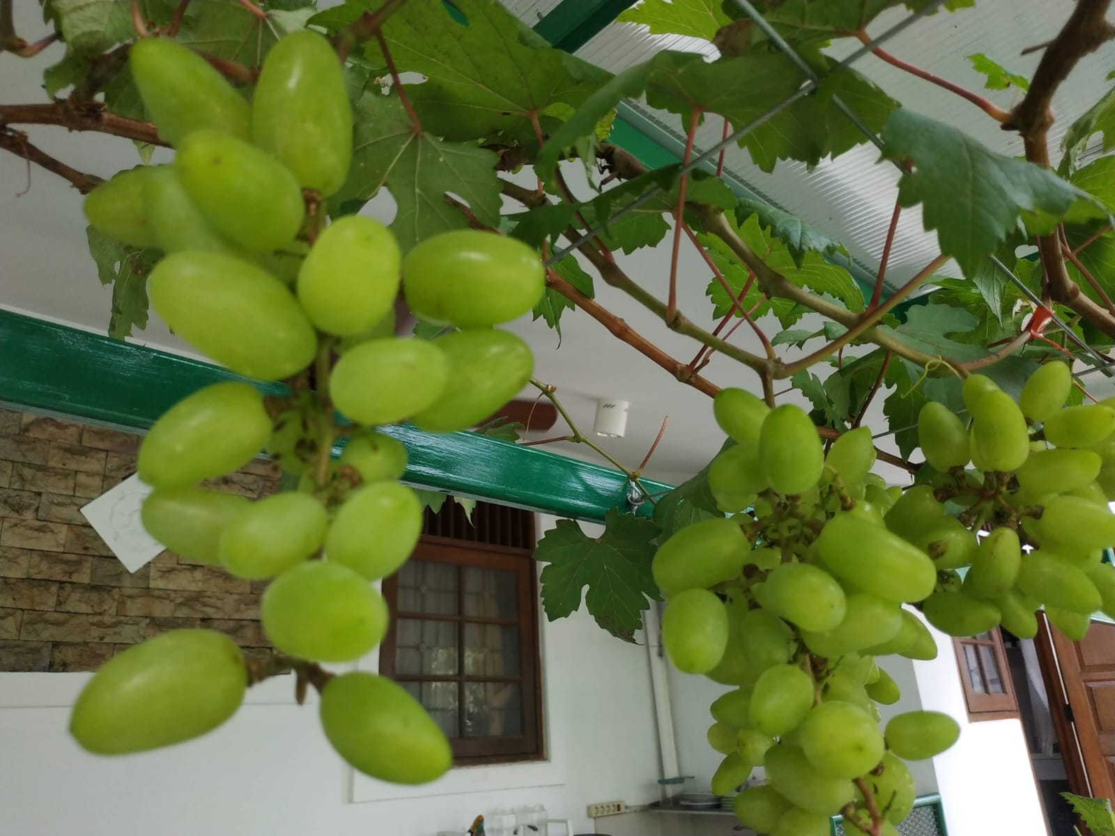 Mengubah Pekarangan Rumah Menjadi Ladang Anggur: Kunci Kemandirian dan Reduksi Impor di Indonesia