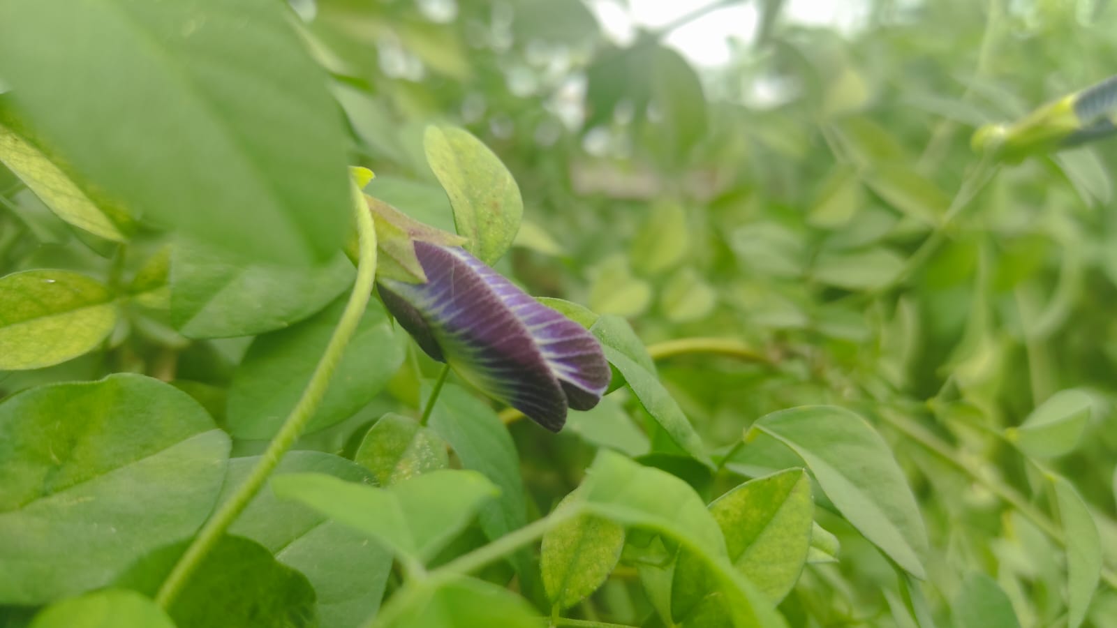 Bunga Telang Kota Serang Mulai Digemari Pasar Turki