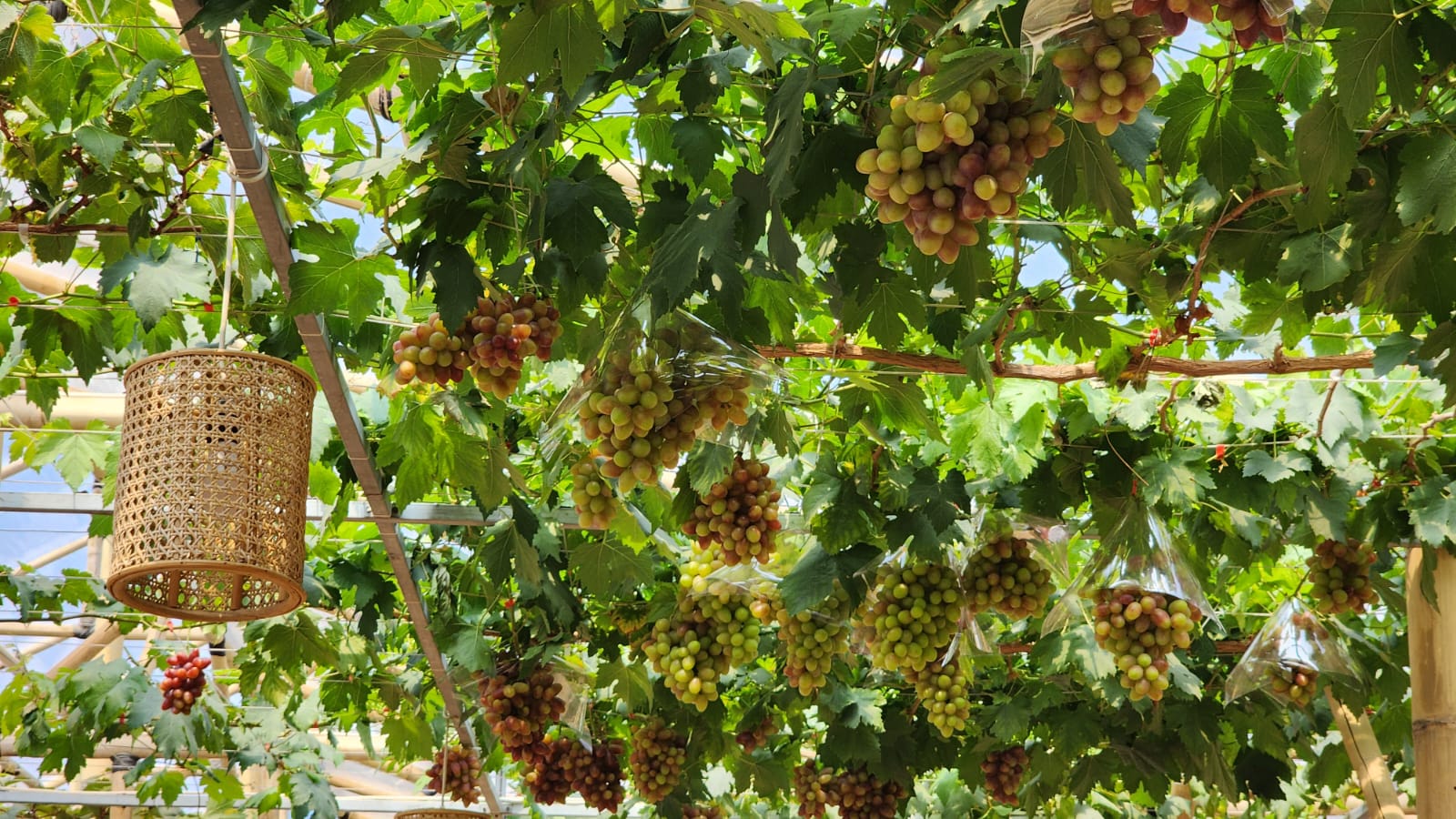 KEBUN ANGGUR FIRIZCO DENGAN KONSEP CAFETARIA HADIR SEBAGAI DESTINASI AGRO WISATA BARU DI KABUPATEN BANDUNG BARAT
