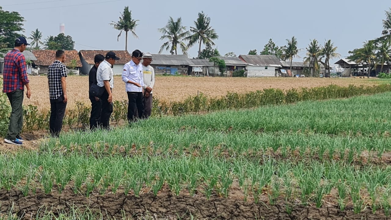Kementan Pastikan Penyuluh Dampingi Petani Optimalisasi Percepatan Produksi Padi dan Jagung di Banten