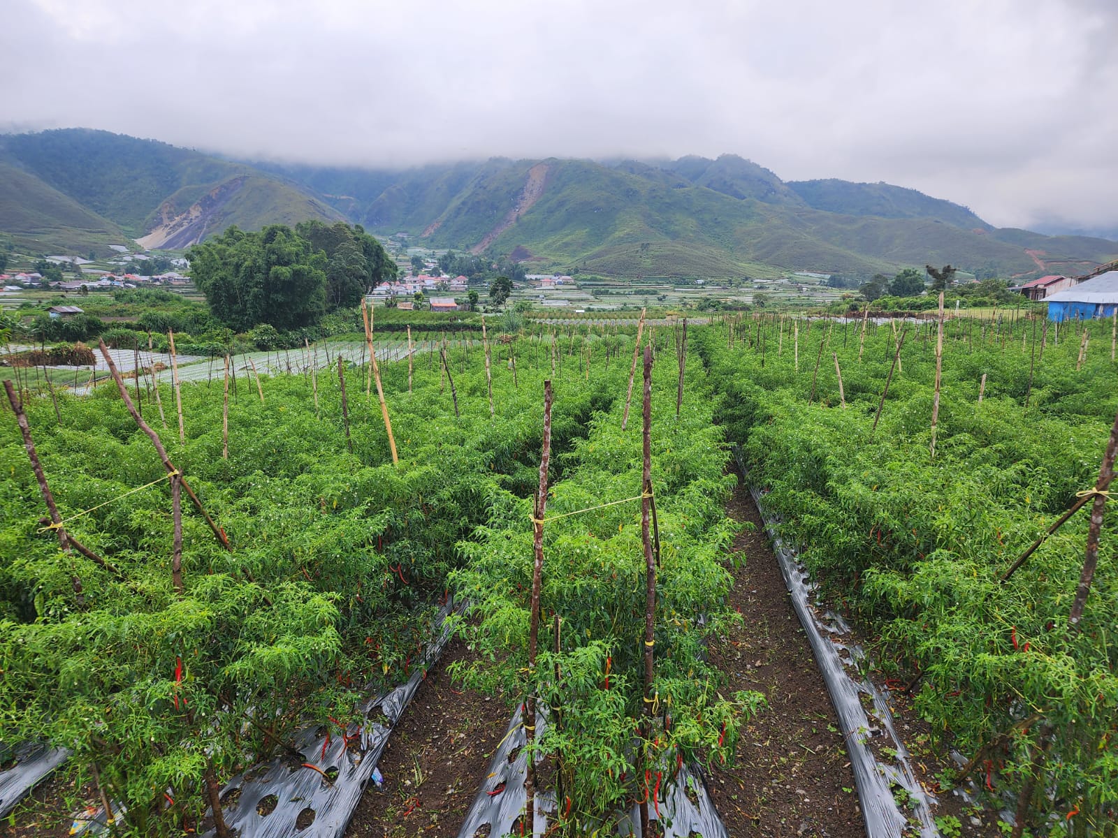 Antisipasi Ledakan Hama Penyakit, Kementan Ajak Petani Bijak Gunakan Pestisida