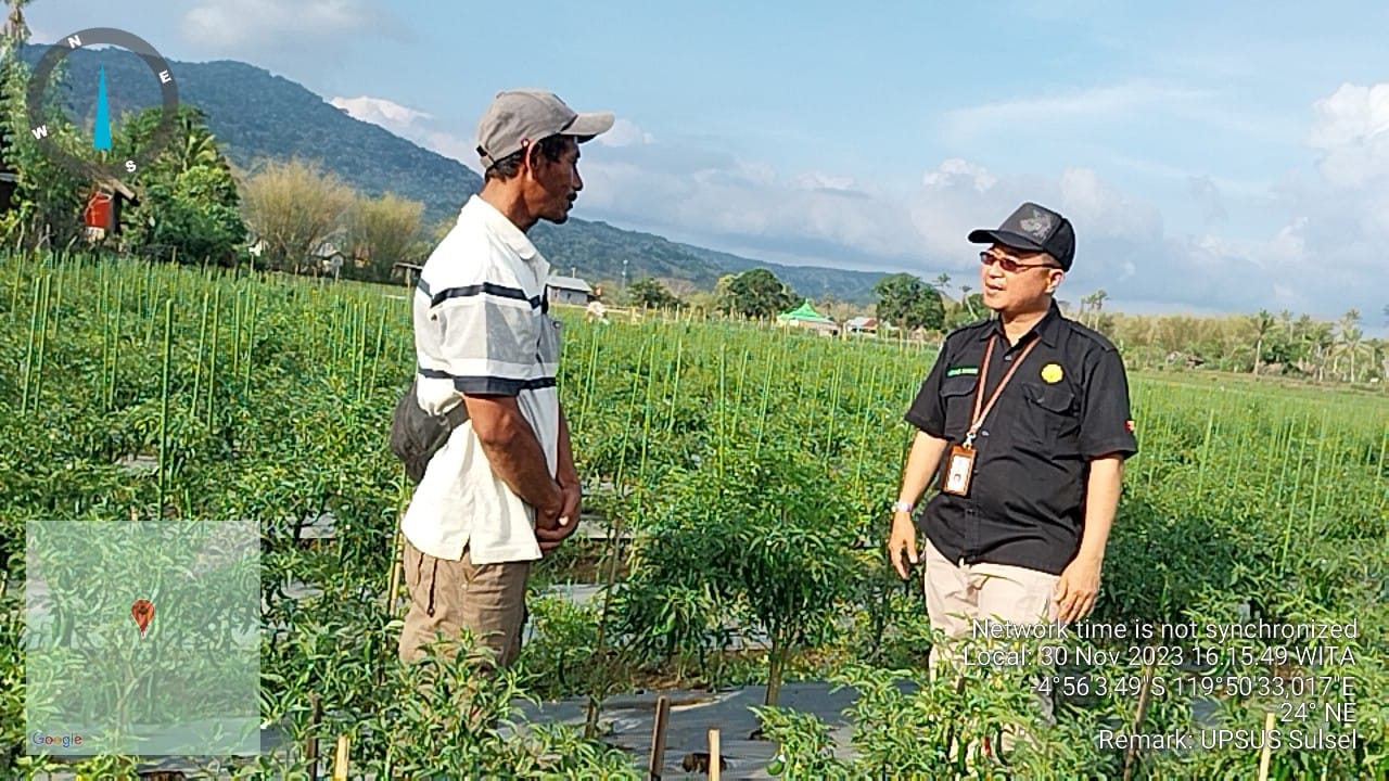 Kementan Pastikan Ketersediaan Bawang Merah dan Cabai Aman Menjelang Nataru