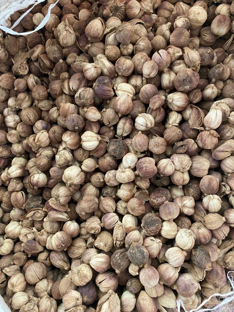 Kementan Apresiasi Kapulaga Lumajang Bertanding di Pentas Internasional