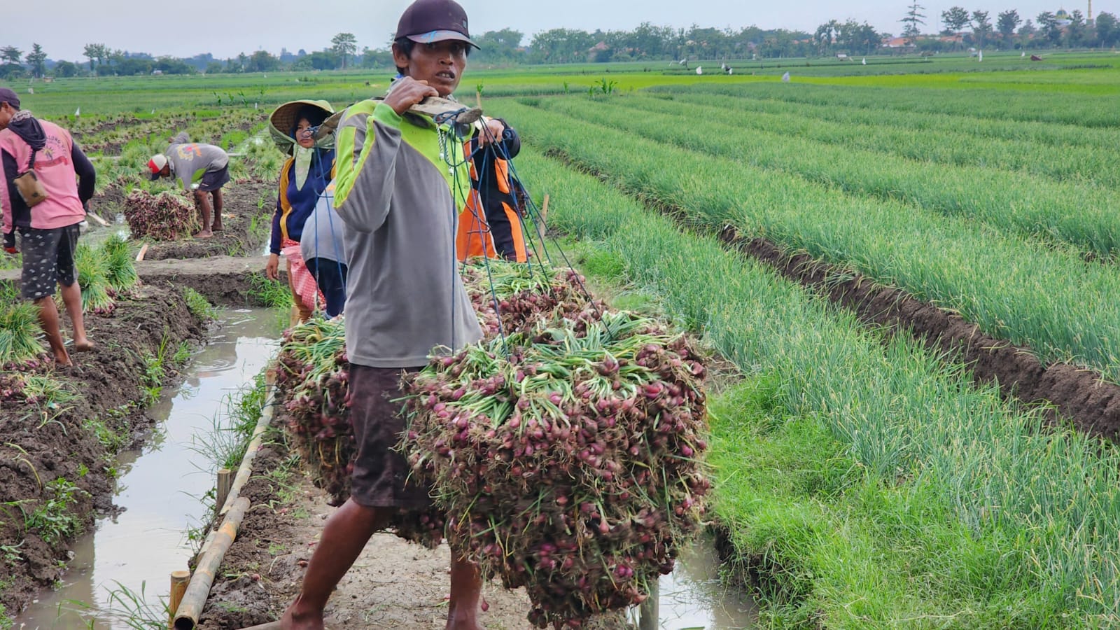 Produksi Bawang Merah Terus Meningkat, Mentan Hadiri Panen Raya di Kabupaten Brebes