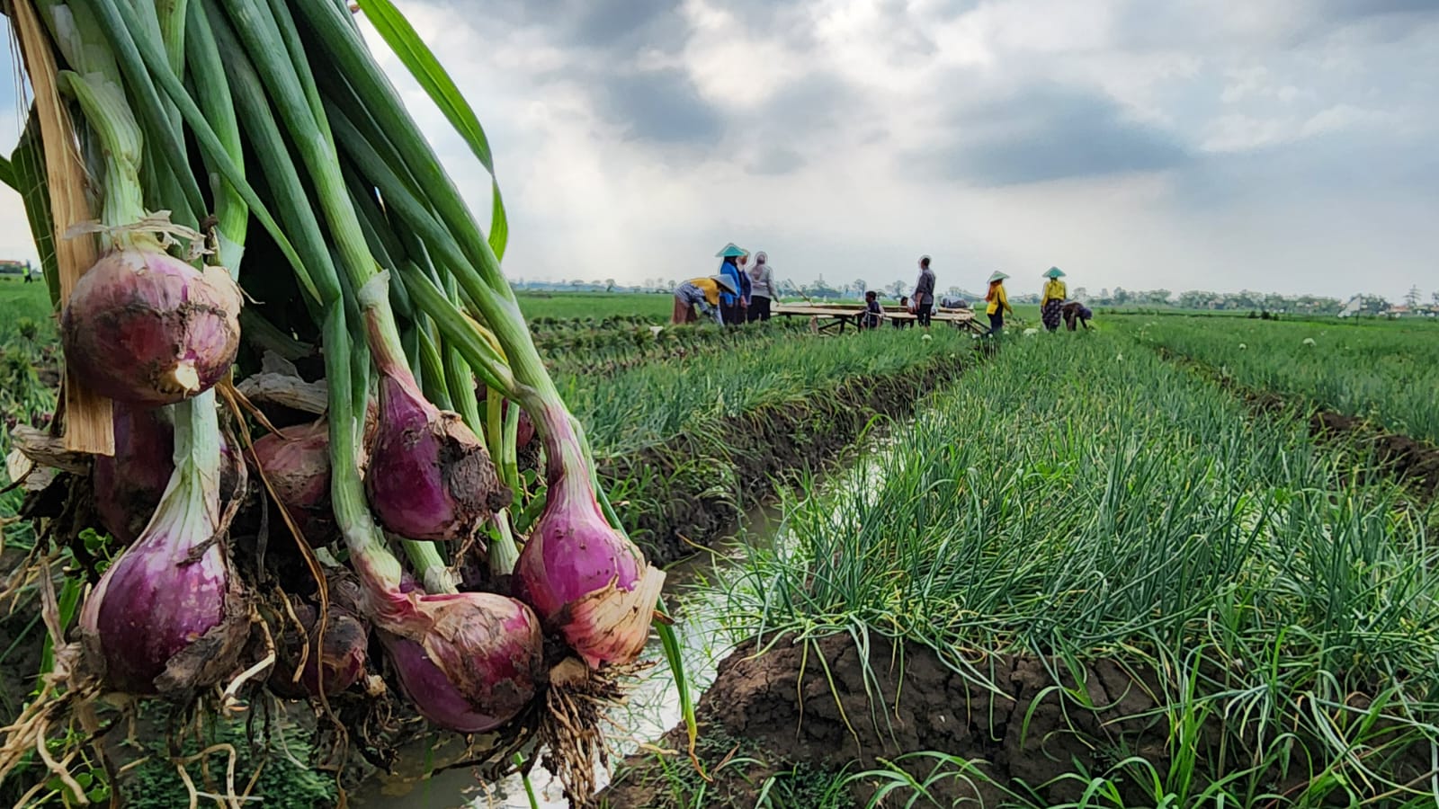 Jawab Komen Pengamat: Petani Bawang Brebes Dukung Kebijakan Pupuk Subsidi