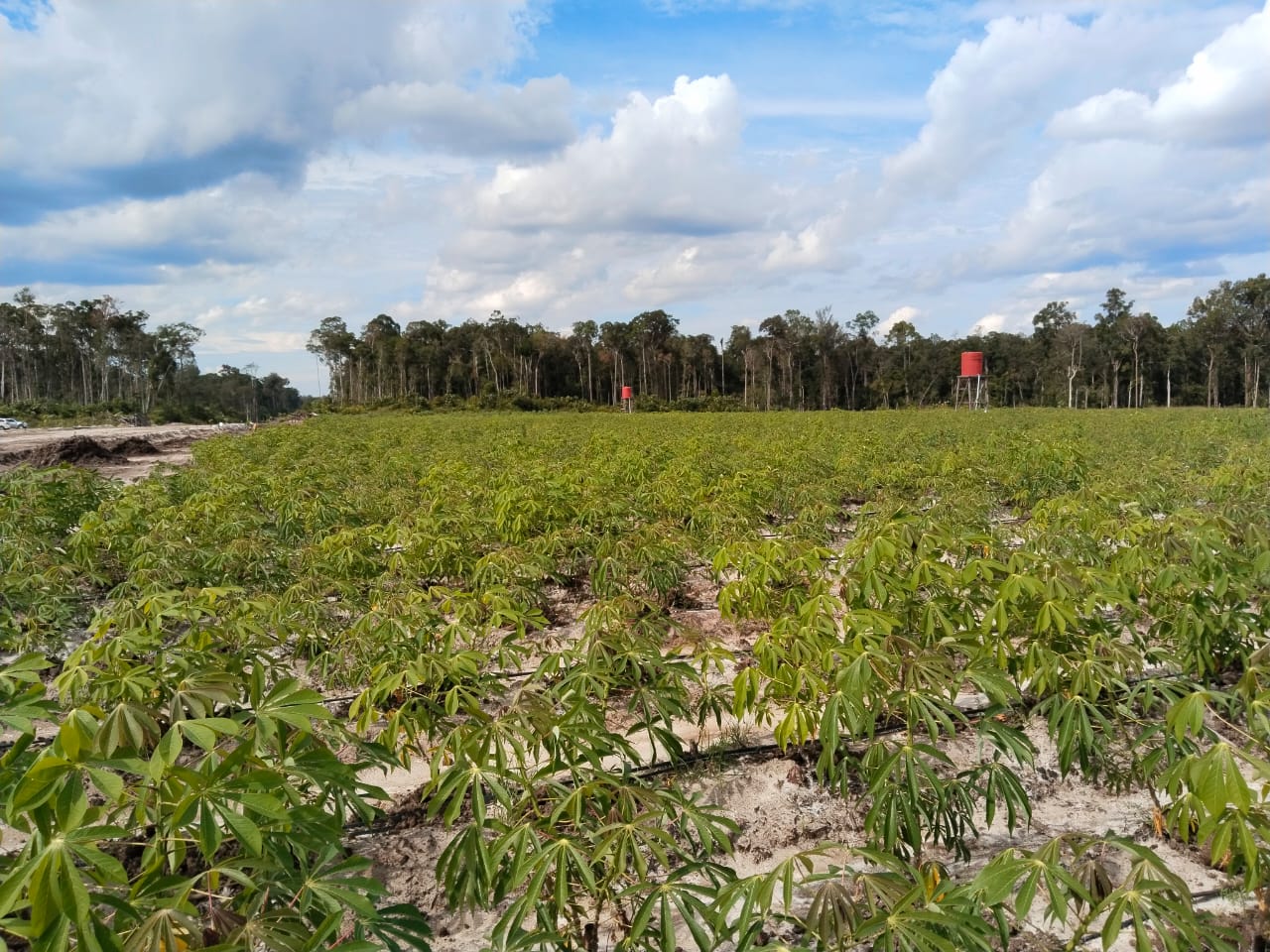 Mentan: Saat ini Food Estate Panen Jagung, Panen Singkong menyusul