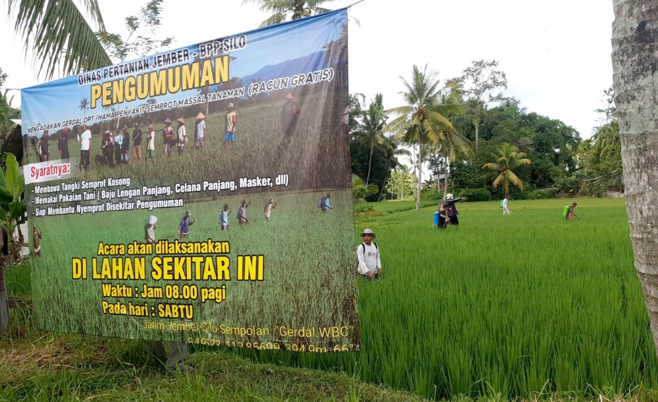 ANTIPASI SERANGAN WERENG, PETANI JEMBER SEMANGAT LAKUKAN PENGENDALIAN
