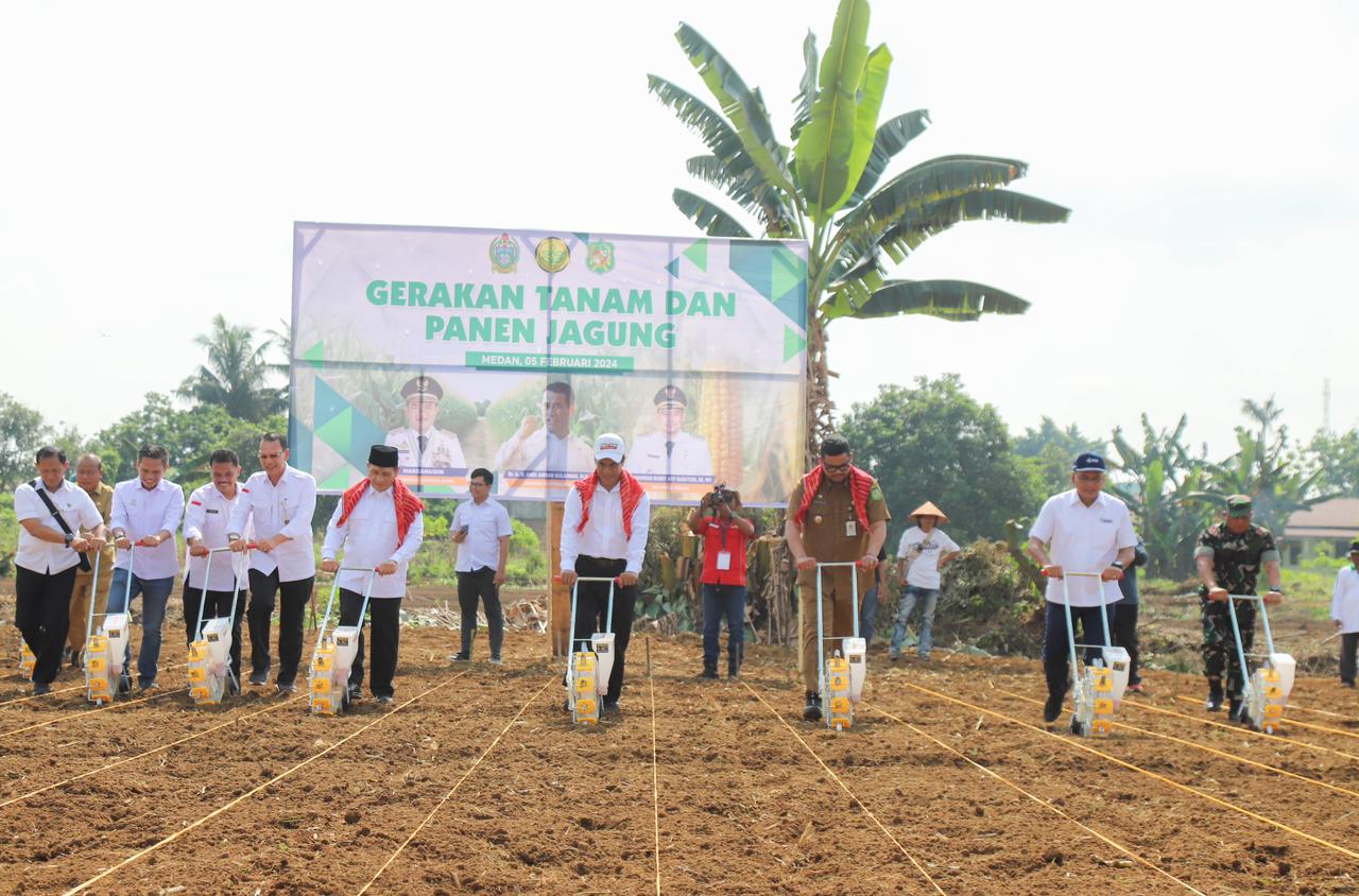 Panen dan Tanam Jagung Di Kota Medan, Mentan Amran Genjot Produksi Optimis Hentikan Impor