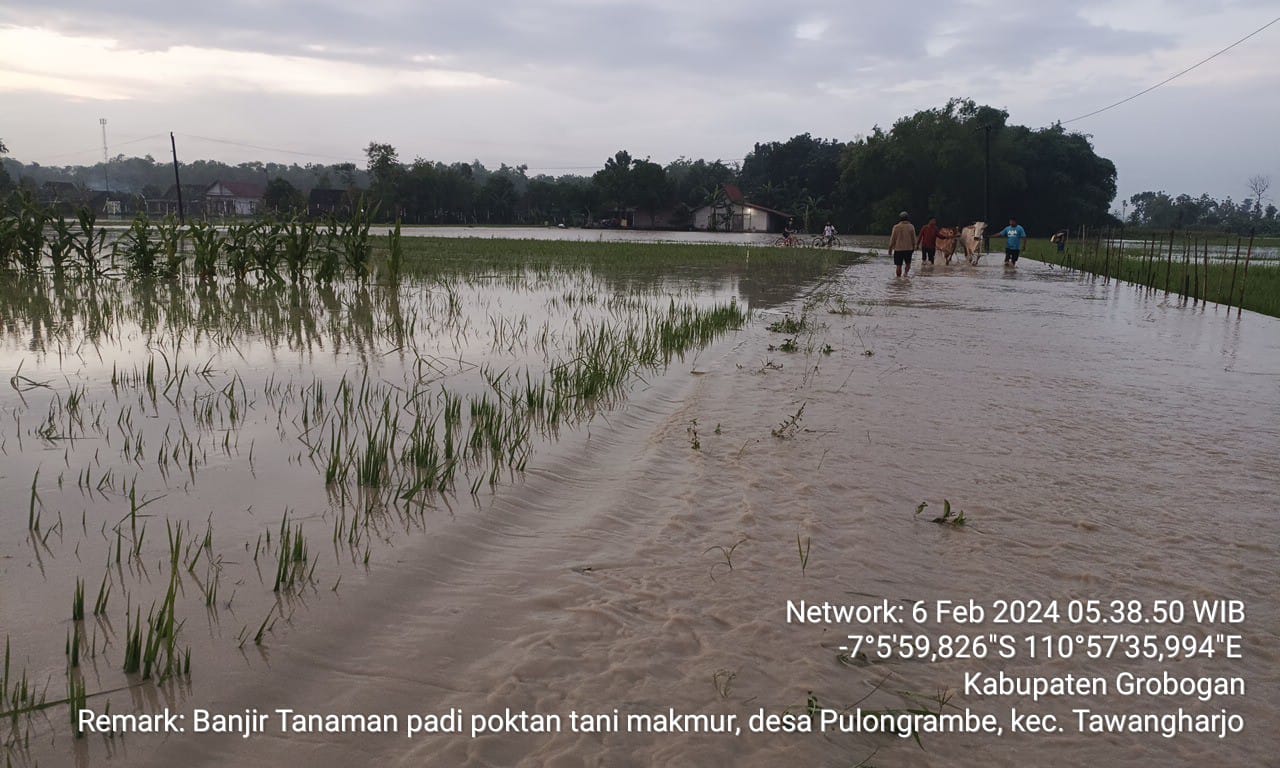 KEMENTAN RESPON CEPAT BANJIR DI LAHAN PERTANIAN GROBOGAN