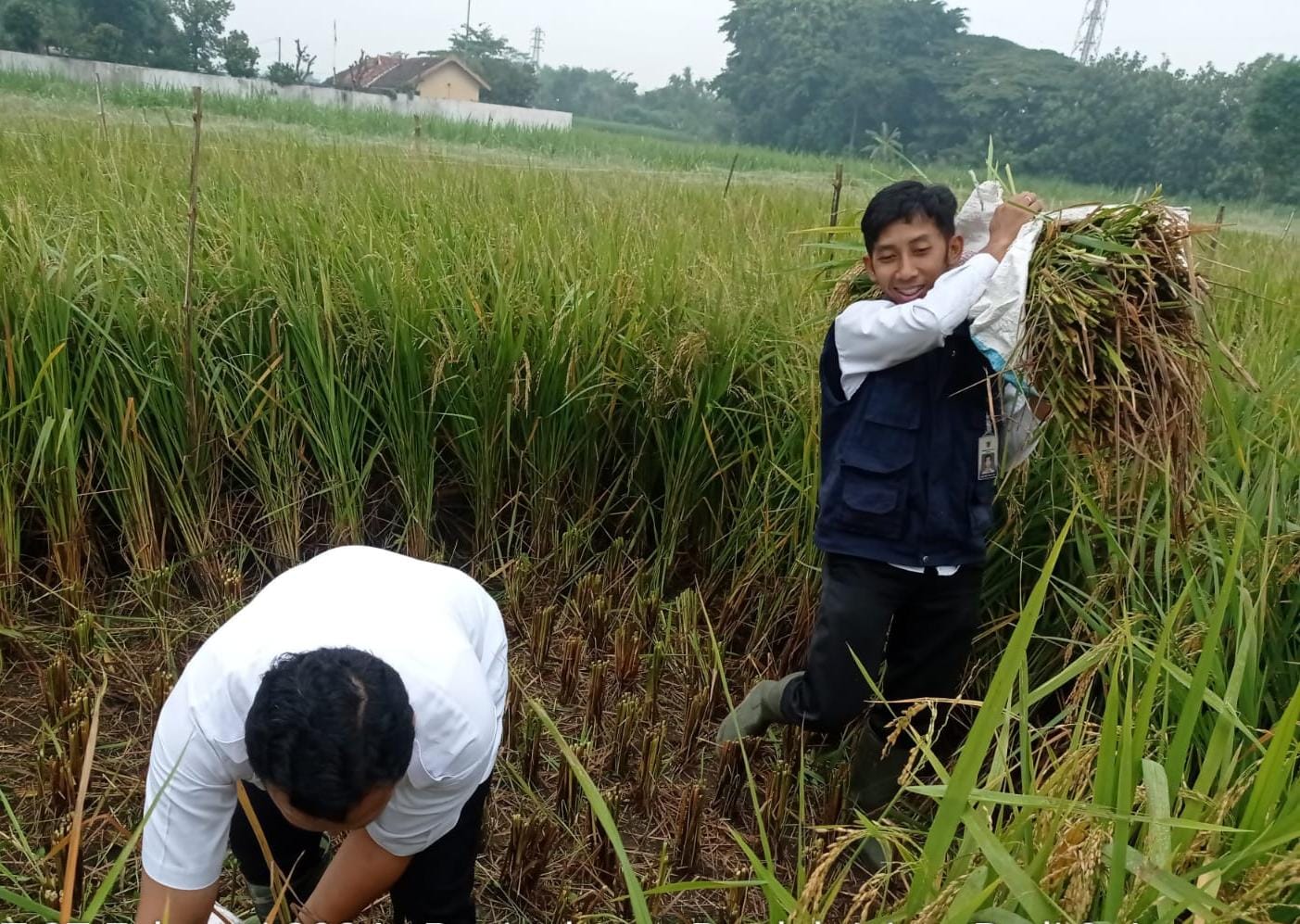 Masuki Musim Panen, Petani Millenial Buktikan Pertanian Ramah Lingkungan Mampu Tingkatkan Produktivitas