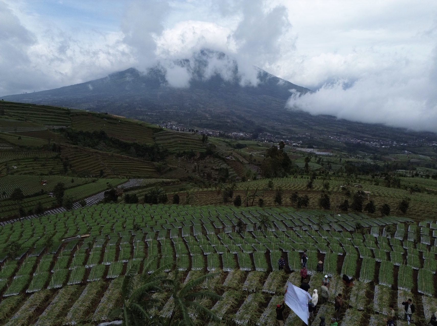 Produktivitas Tembus 14 Ton per Hektar, Bawang Putih Temanggung Makin Moncer