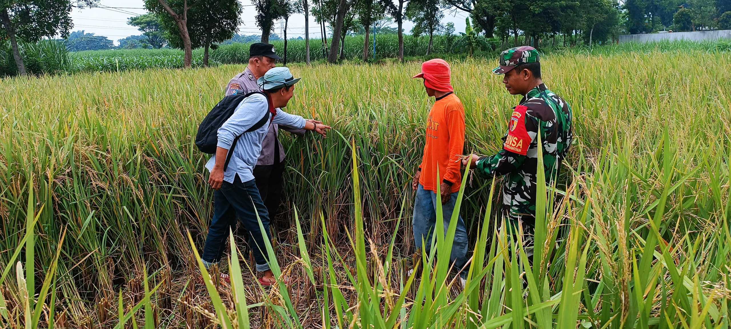 Masuki Musim Panen, Penyuluh dan Petani Millenial Buktikan Pertanian Ramah Lingkungan Mampu Tingkatkan Produktivitas