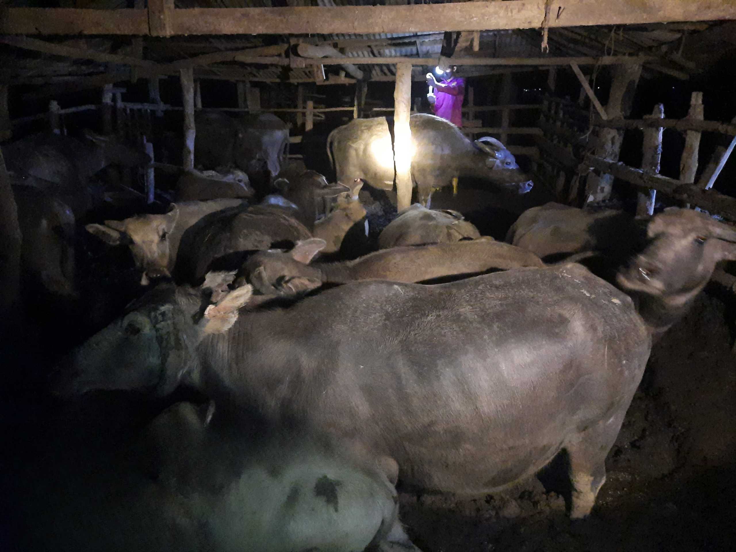 Kementan Sigap Tangani Kasus Kematian Ternak Kerbau Pampangan di Sumsel