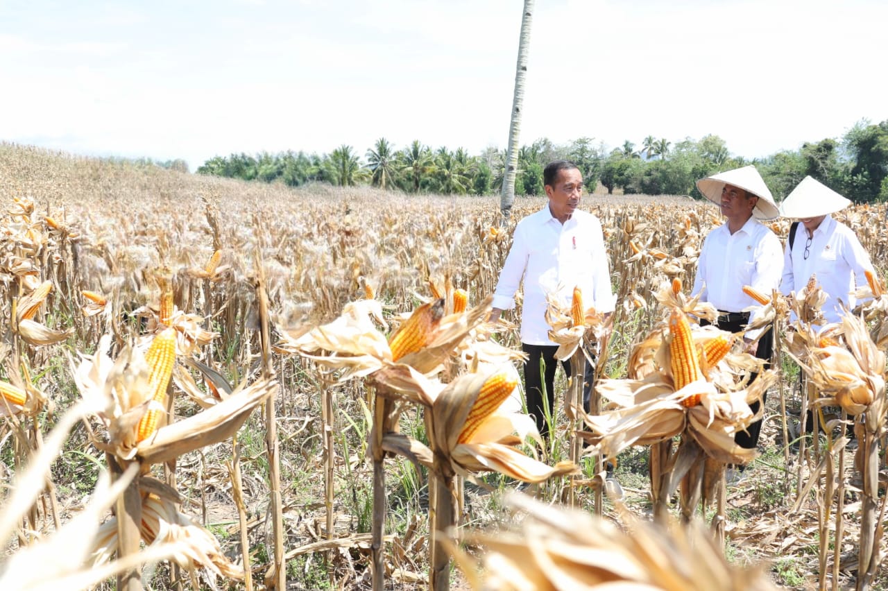 Panen Raya Jagung Di Gorontalo, Presiden: Saatnya Bulog Lakukan Penyerapan