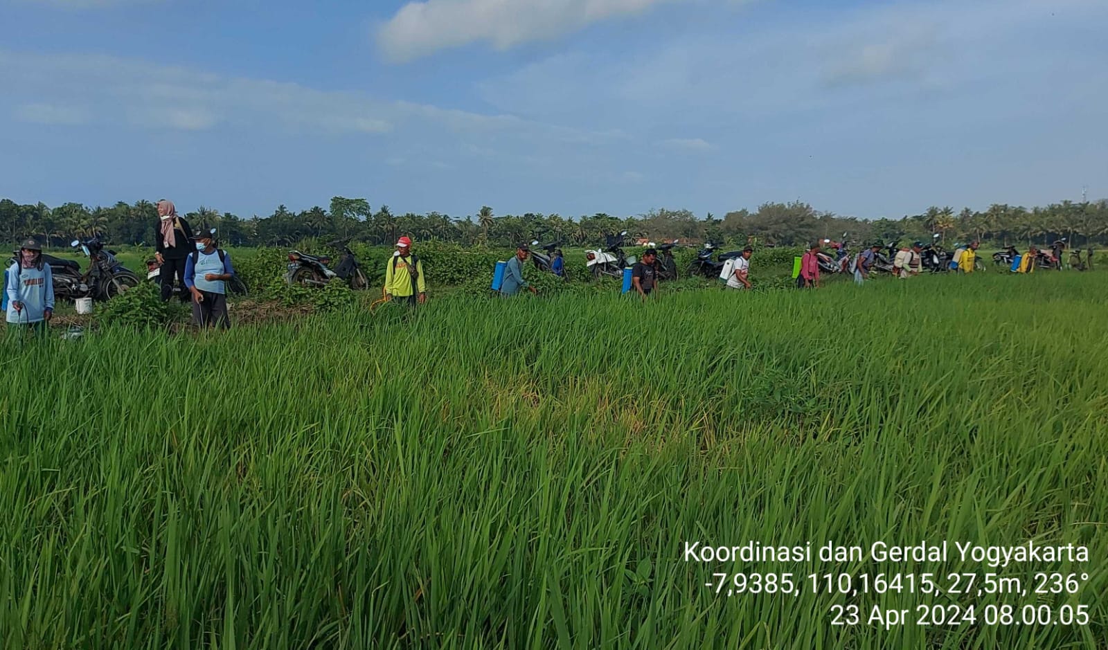 Antisipasi WBC Meluas, Kementan Giatkan Gerdal di DIY