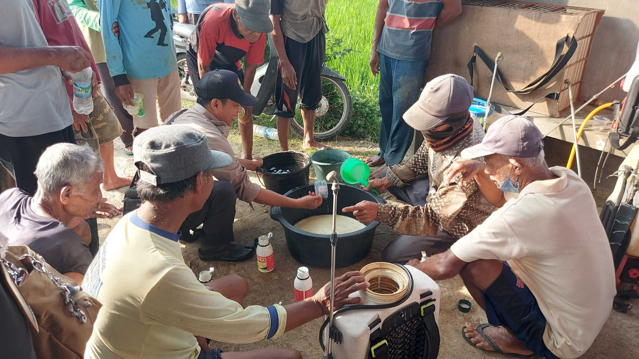 KEMENTERIAN PERTANIAN DAN PEMERINTAH YOGYAKARTA LAKUKAN GERAKAN BERSAMA KENDALIKAN HAMA WERENG