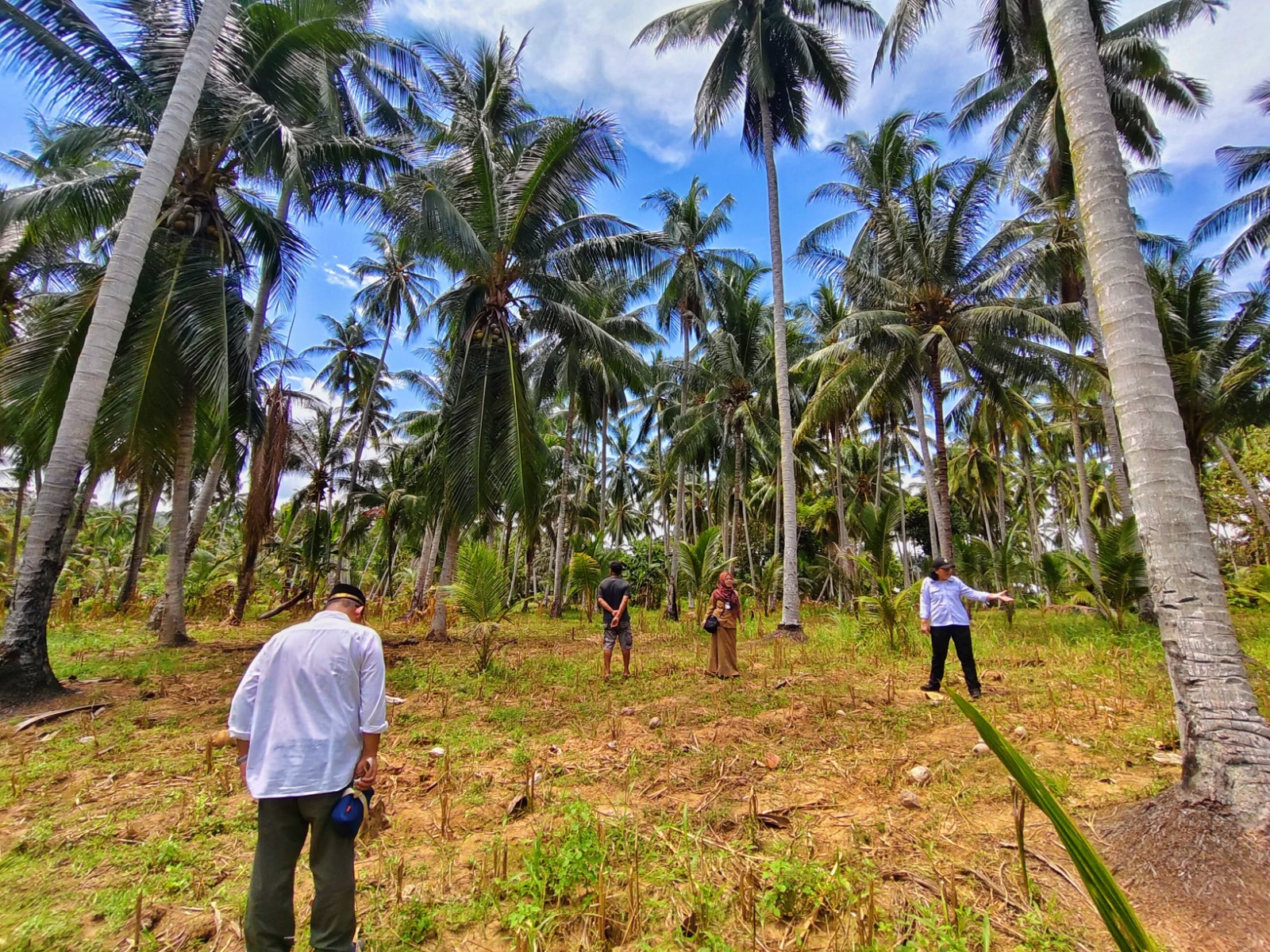 Inisiasi Tusip Padi-Kelapa di Kabupaten Boalemo, Upaya Kementan Antisipasi Darurat Pangan