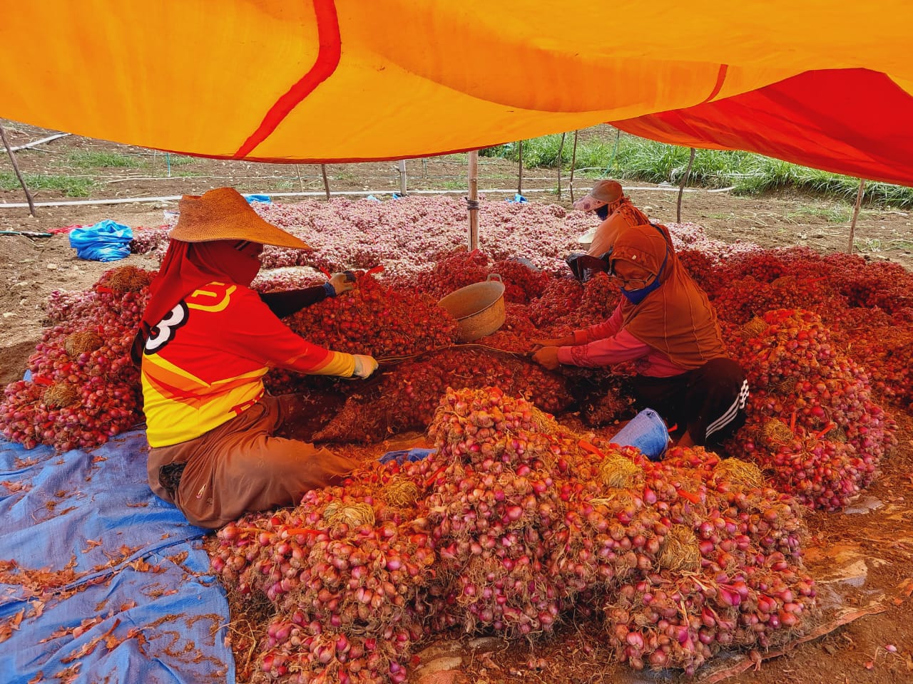 Petani Bawang Indramayu Minta Pemerintah Stabilkan Harga di Pasaran