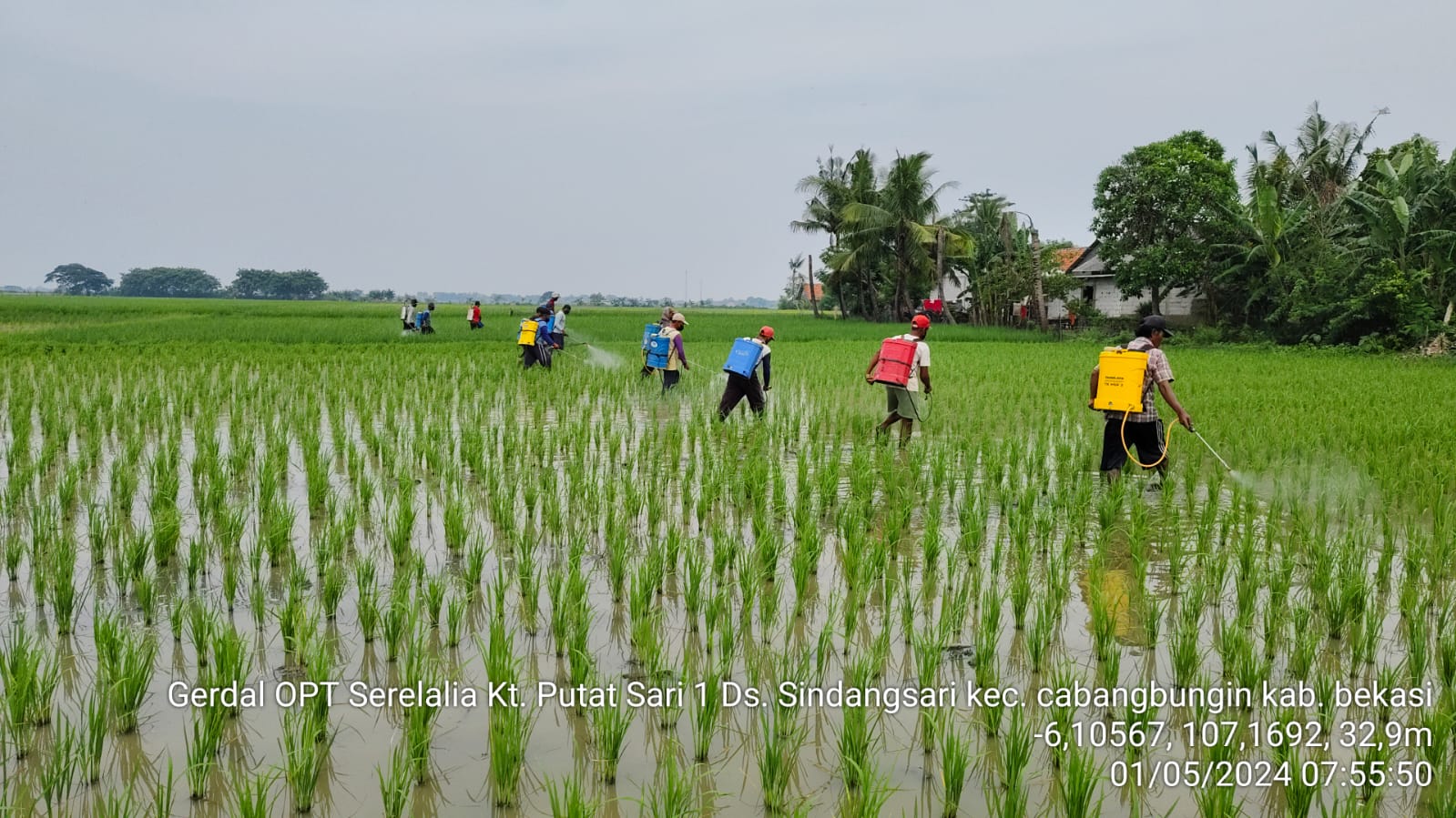 KEMENTAN KAWAL PERTANAMAN PADI DI PANTURA, JAWA BARAT DARI SERANGAN HAMA