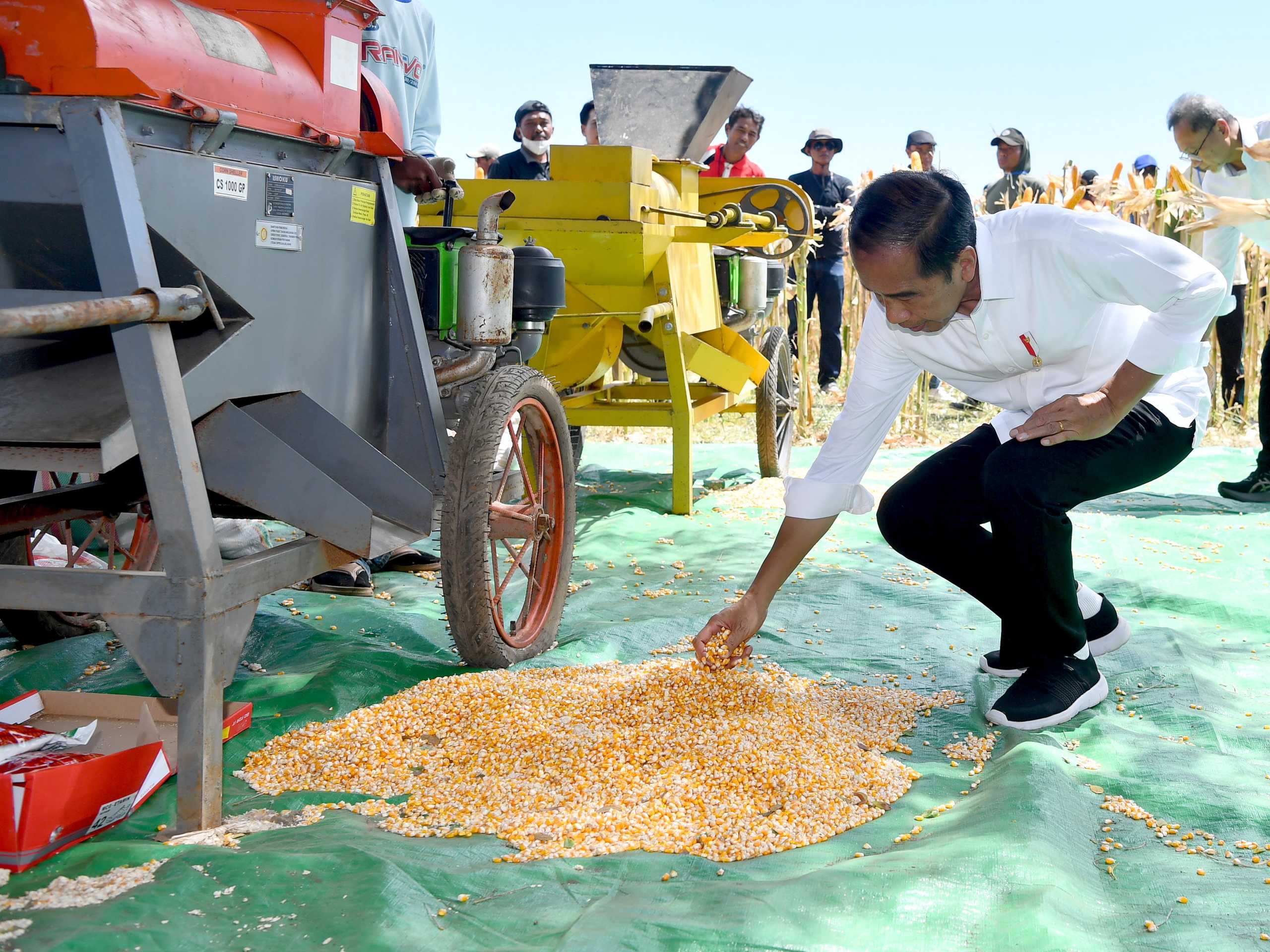 Presiden Senang Produksi Jagung di Sumbawa NTB Maju