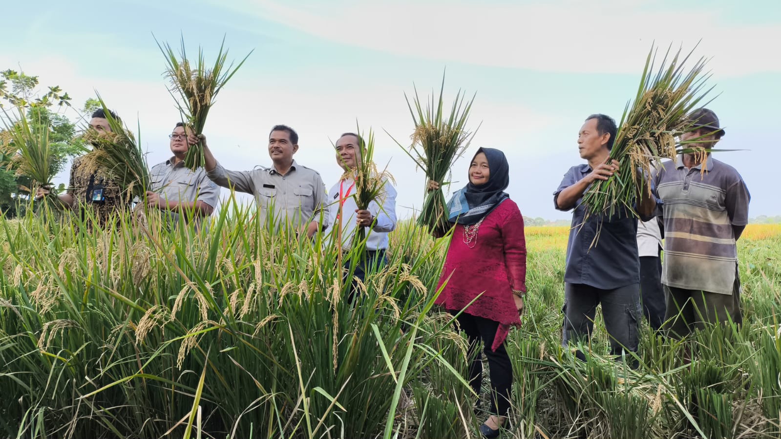 KEMENTAN SERAP GABAH PANEN RAYA DAN AMANKAN PRODUKSI DARI SERANGAN HAMA DI KARAWANG