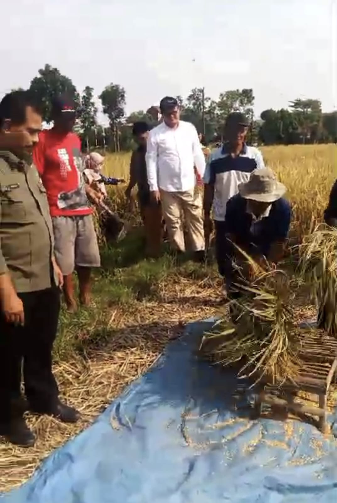 Percepatan Tanam, Kementan Tinjau Padi Organik di Magelang