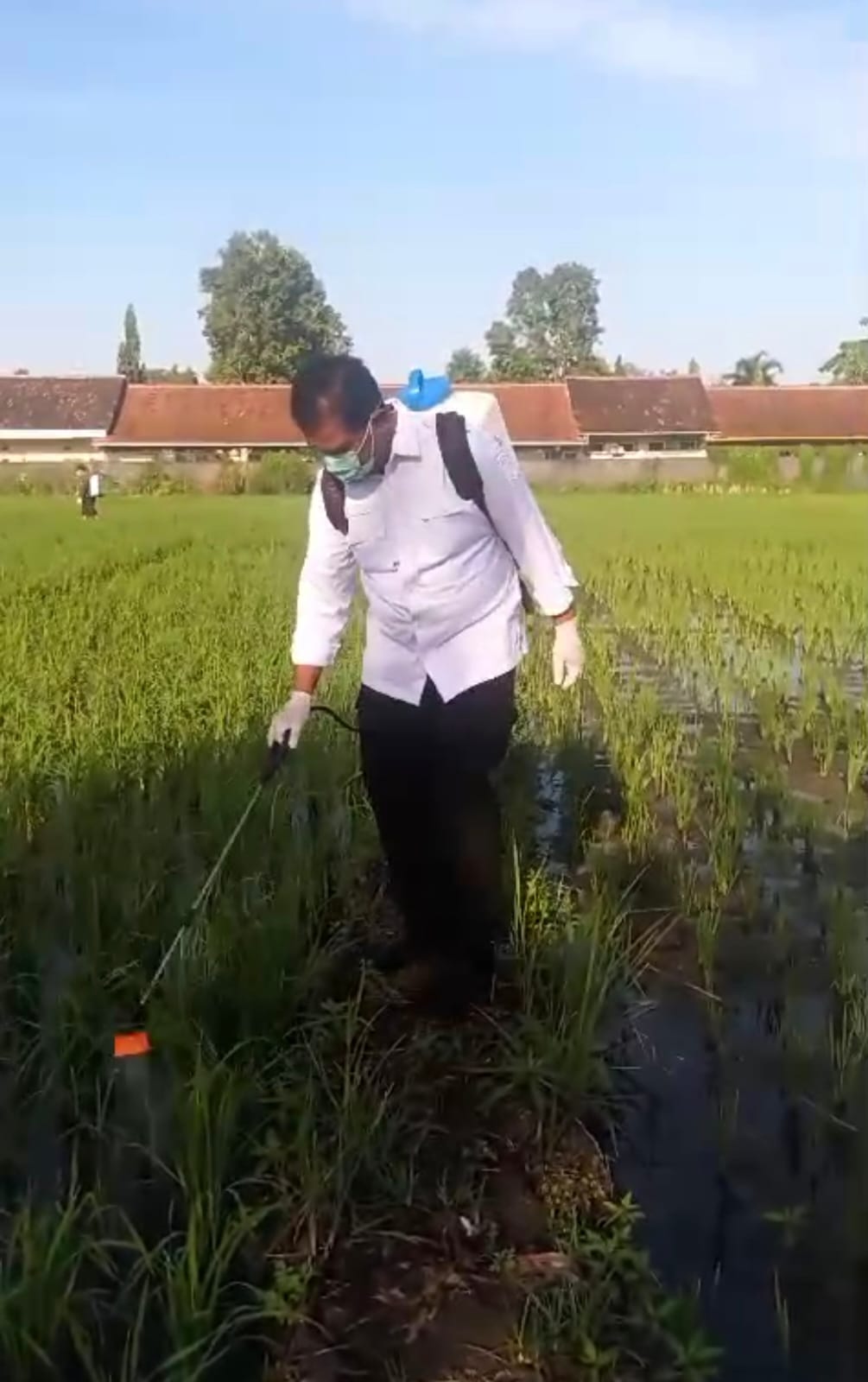 Tak Kenal Libur, Kementan Percepat Tanam dan Gerdal Wereng di Kulonprogo