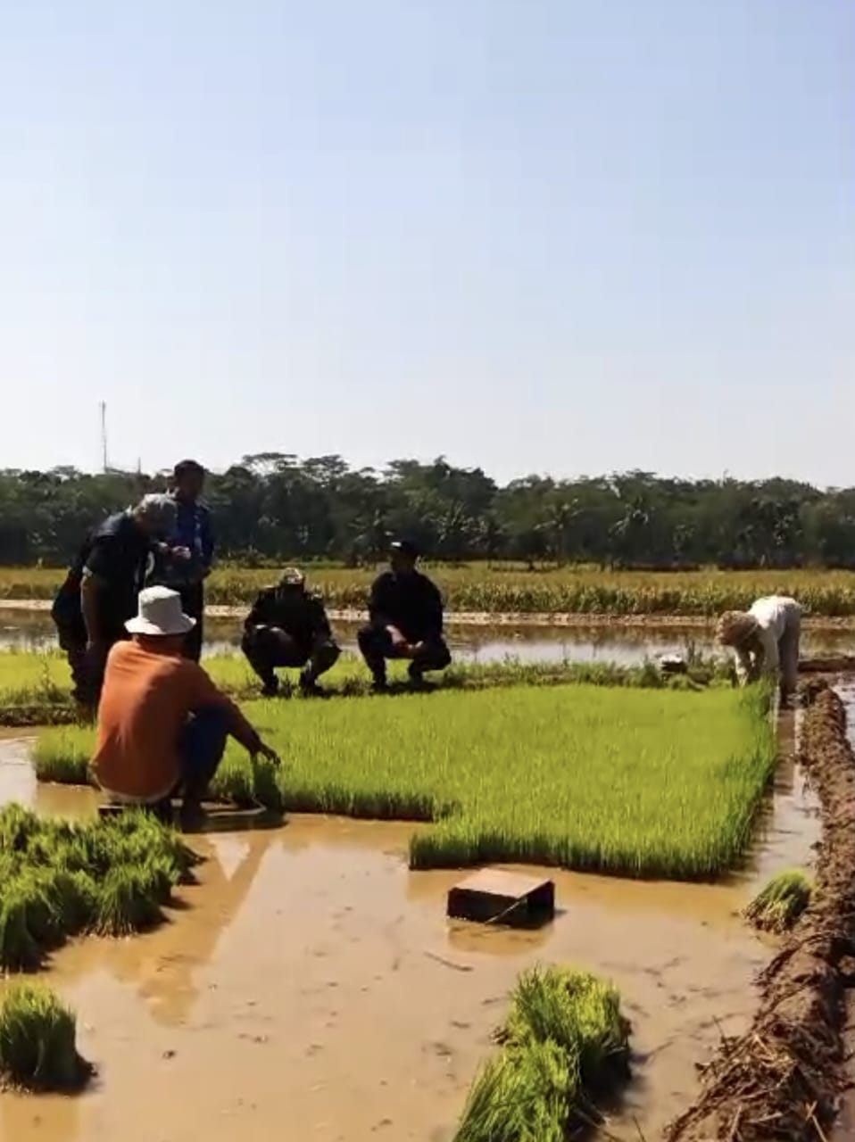Kementan Gerakkan Tanam Mei di Jateng untuk Panen Padi Agustus 2024