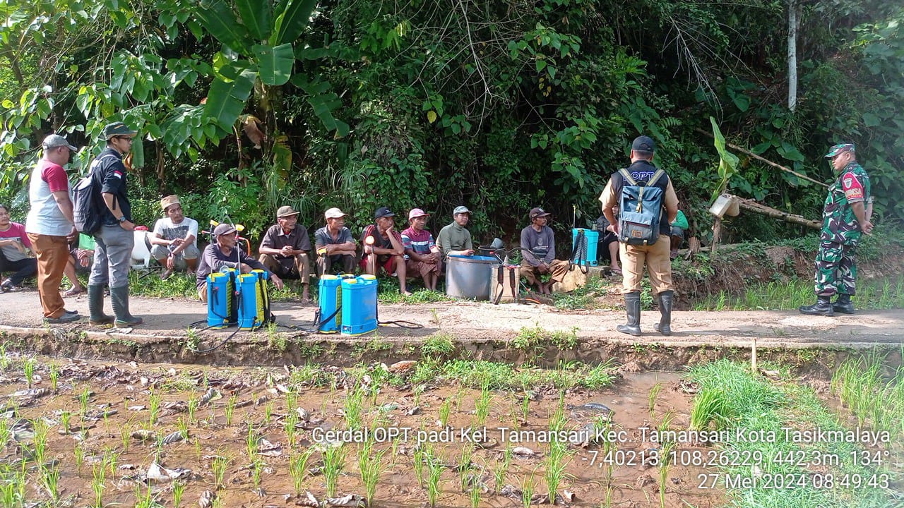 WASPADA WERENG, KEMENTAN INTENSIFKAN PENGENDALIAN DI KOTA TASIKMALAYA