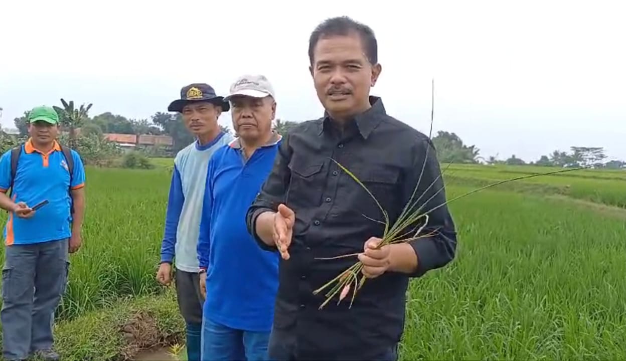 Kementan Apresiasi Pengelolaan Padi Intensif akan Dipadukan Agro Edu Wisata di Desa Jonggol