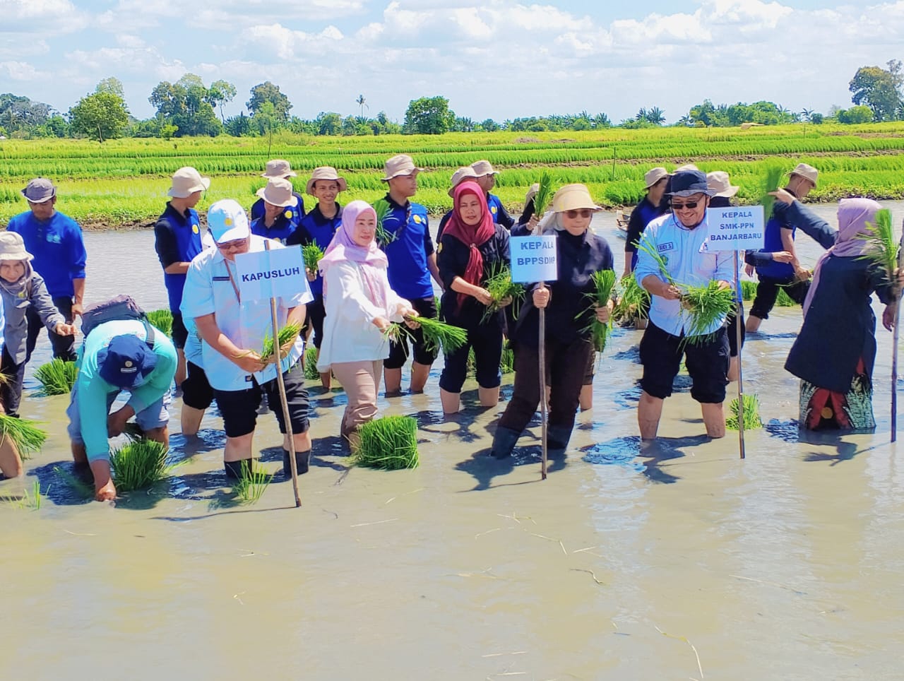 Dukung PAT di Kalsel, Kementan dan Petani Lakukan Tanam Padi Bersama