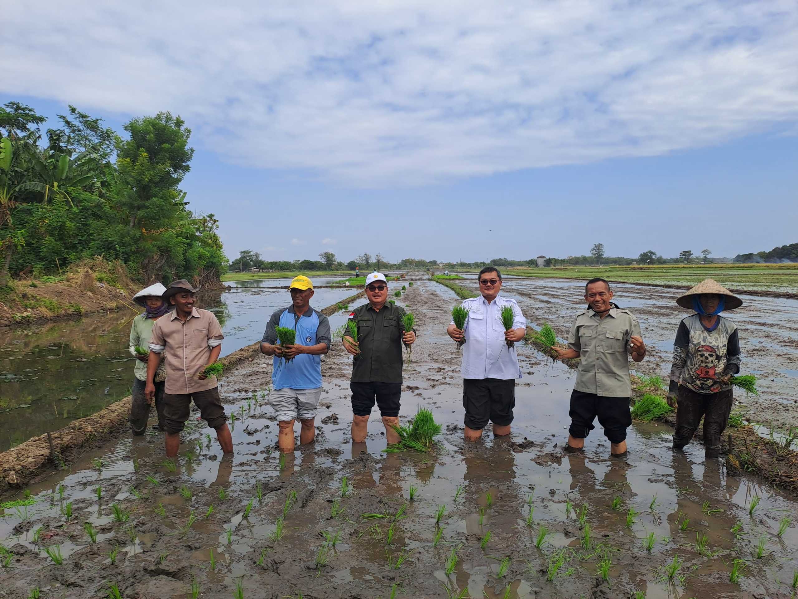 Dongkrak Produktivitas dengan Program PAT dan LTT, Kementan dan Pemkab Probolinggo Tanam Padi Bersama