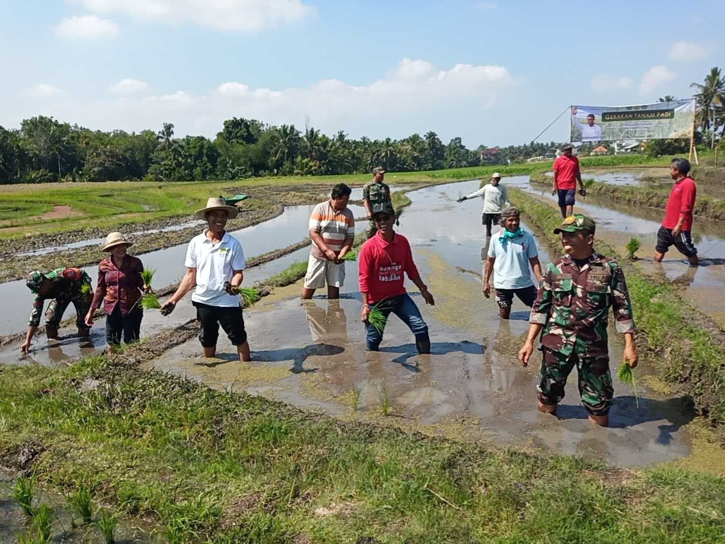Program PAT Padi di Bali Meningkat Tajam, Tabanan Capai 383%