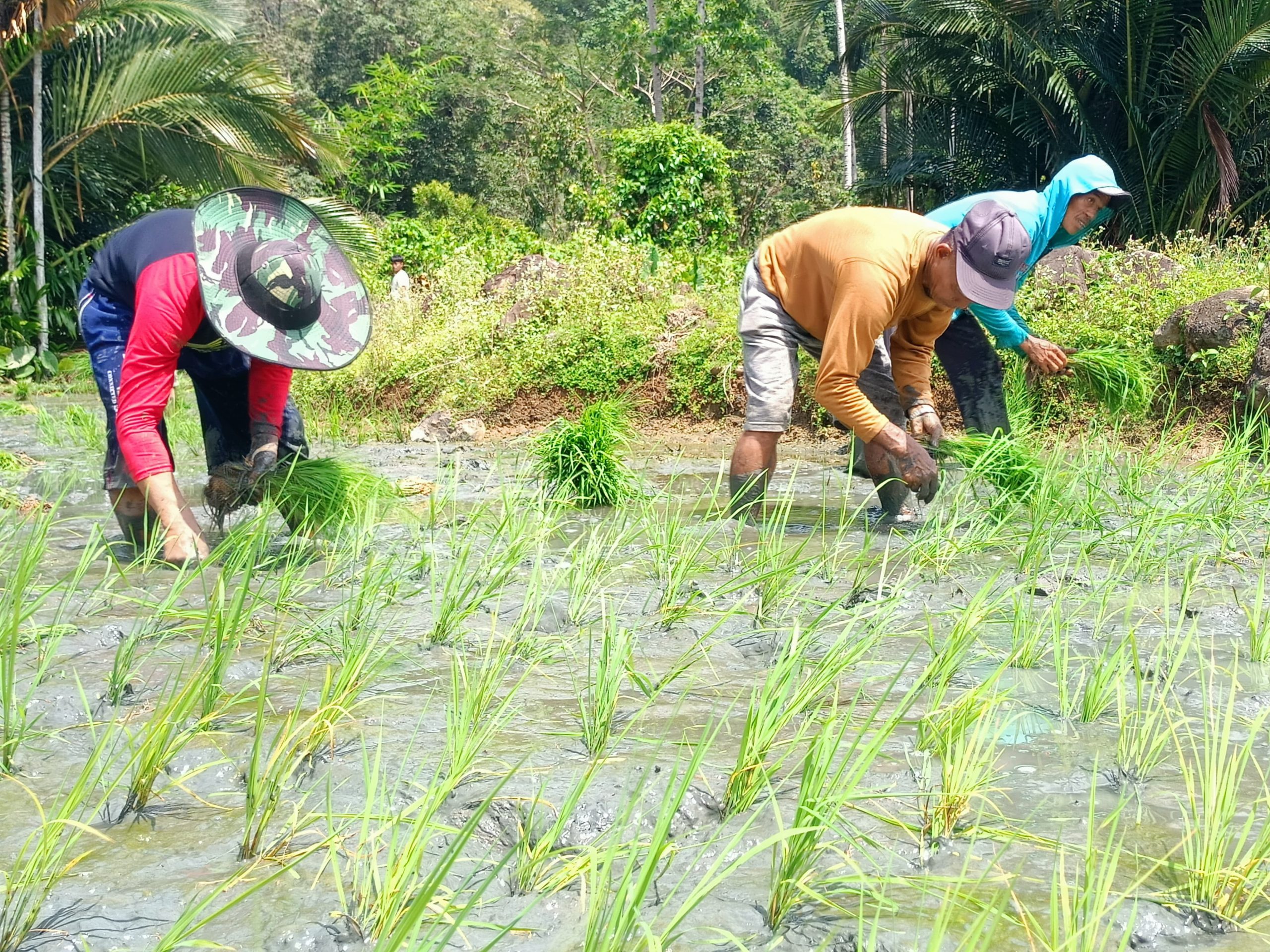 Geliat Perluasan Areal Tanam Kementan di Sulbar