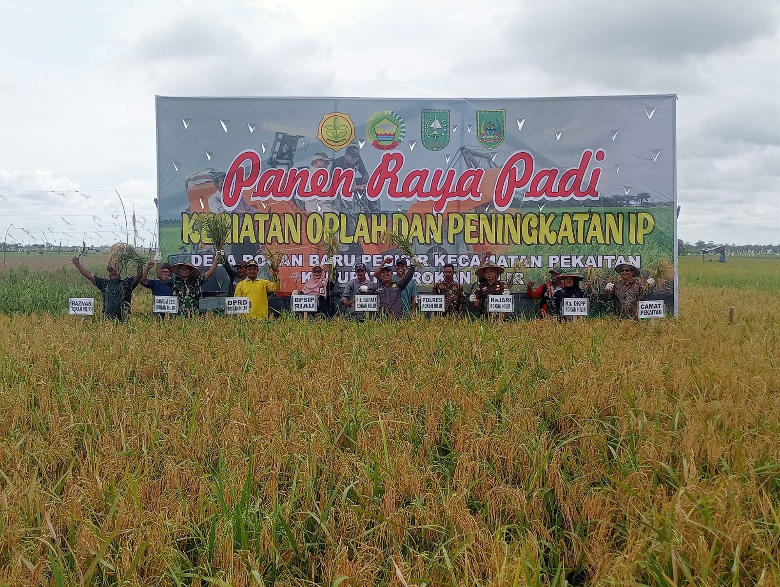 Melalui Oplah Tingkatkan Produktivitas Padi di Kab Rokan Hilr