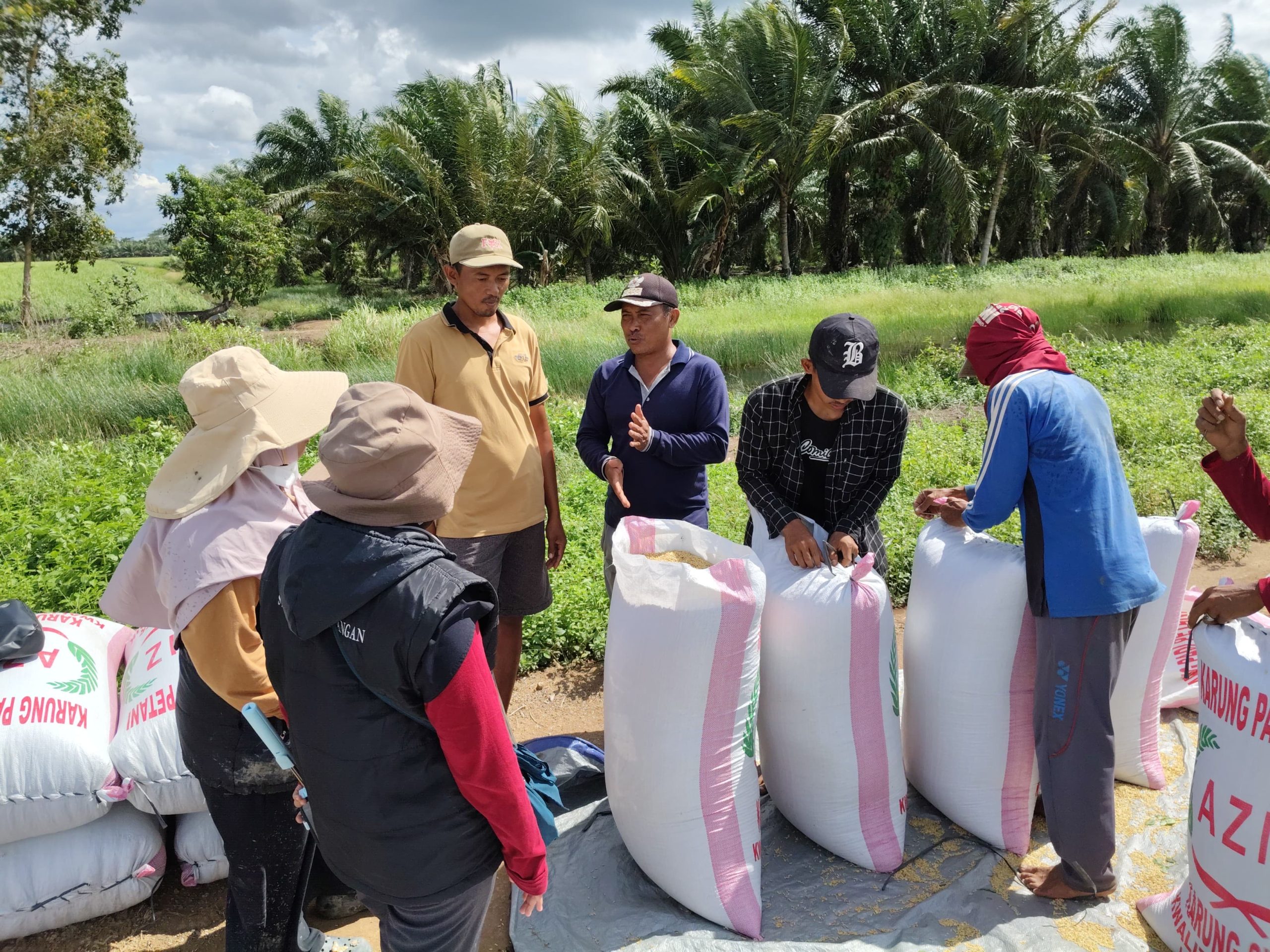 Petani Air Sugihan Menjerit: Panen Melimpah, Harga Gabah Terpuruk!