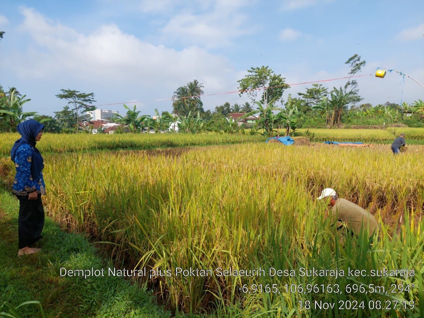 Memasuki Masa Panen, Petani Sukabumi Justru Resah. Apa Pasalnya?*