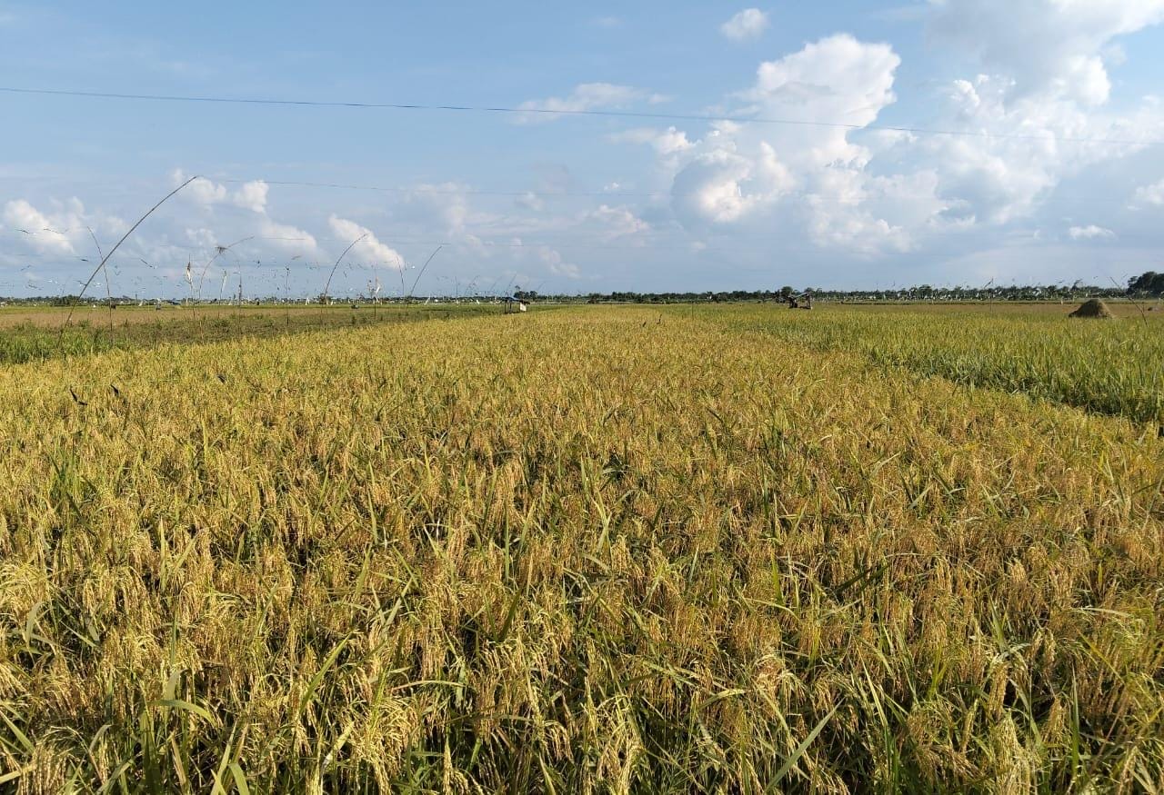 *Harga Gabah Rp5.300, Swasembada Terancam Gagal. Bulog Tidak Berfungsi