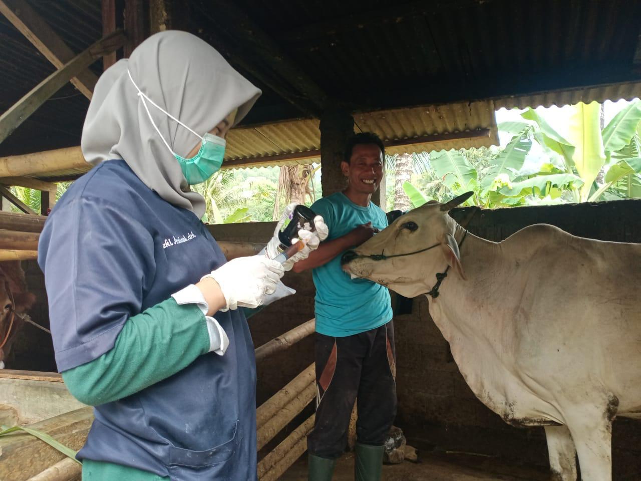 Kementan Kembali Himbau Daerah Tingkatkan Kewaspadaan Penularan Penyakit Hewan Akibat Cuaca Ekstrem