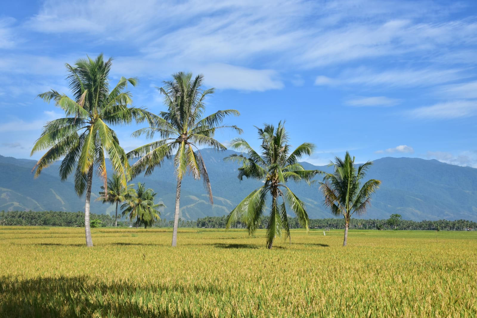 Petani Sumut Tertekan oleh Harga Tengkulak, Minta Bulog Serap dengan Harga Pemerintah