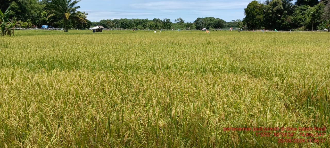 Petani Tapanuli Tengah Menjerit, Harga Gabah Anjlok Hingga di Bawah HPP