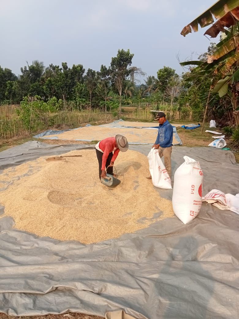 Tengkulak Terapkan Harga Suka-Suka, Petani di Klapanunggal Bogor Berharap Bulog Segera Turun Tangan