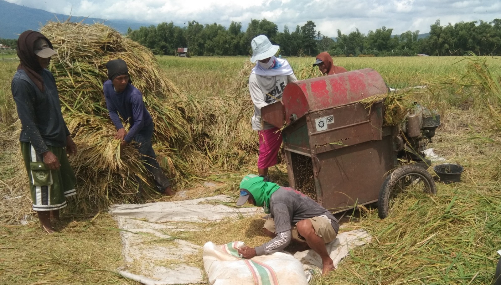 Harga Masih Rendah, Petani Jawa Timur Harap Bulog Serap Gabah