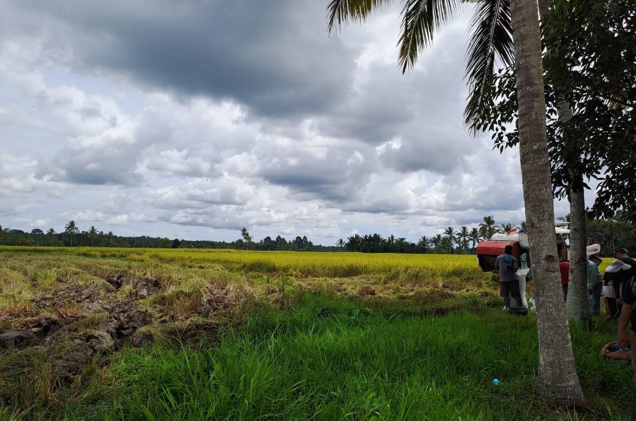 Meski Sudah Ditetapkan Pemerintah, Harga Padi Di Bulukumba Masih Di Bawah HPP